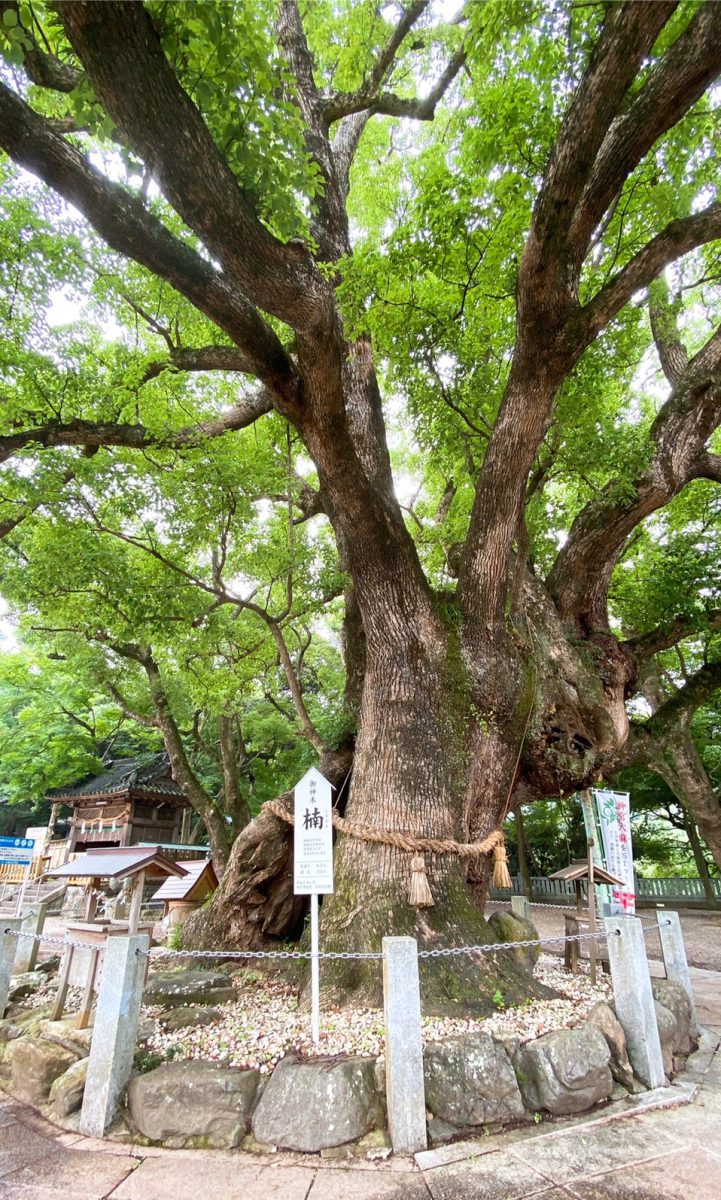 大麻比古神社（おおあさひこじんじゃ） | 徳島阿波おどり空港